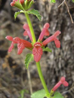 Stachys officinalis Alba - Bétoine officinale