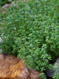 Thym citron BIO en plants - Thymus citriodorus