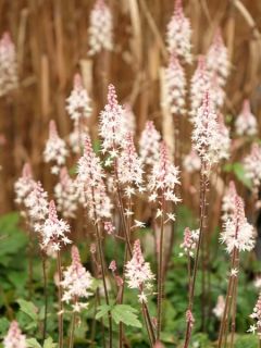 Tiarelle 'Pink Skyrocket'