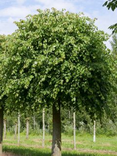Tilleul à petites feuilles 'Lico'