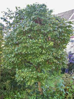 Tilleul à petites feuilles 'Monto'