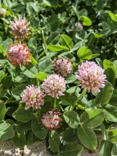 Trifolium repens Pentaphyllum - Trèfle blanc à feuilles pourpres