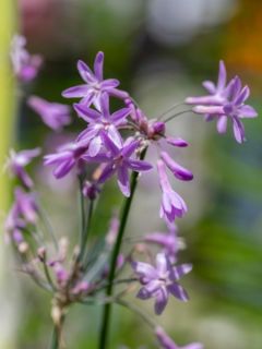 Tulbaghia violacea - Tulbaghie