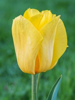 Tulipe Darwin Golden Apeldoorn