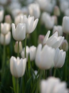 Tulipe Darwin hybride Hakuun