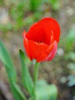 Tulipe Darwin hybride Red Impression
