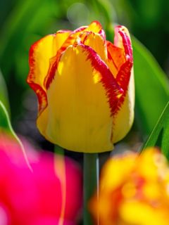 Dahlia honka 'Destiny's Teacher'