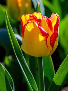 Tulipe Cape Town