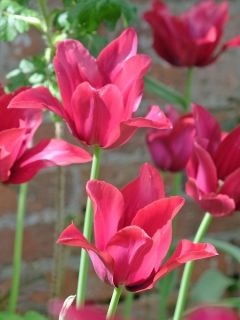 Tulipe fleur de lis Merlot