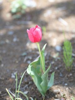 Tulipe Triomphe Barcelona