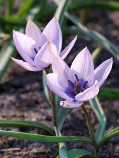 Tulipe Botanique humilis Albo.Oculata