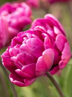 Tulipe Double Royal Acres