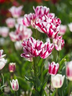 Tulipe pluriflore Flaming Club Tulipe pluriflore Flaming Club