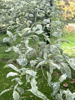 Orme champêtre 'Argenteovariegata'