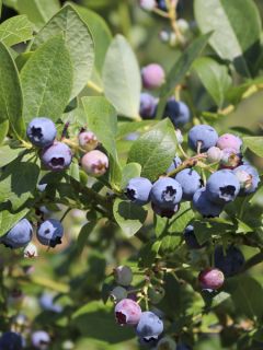 Myrtille d'Amérique 'Hortblue Poppins' Myrtille d'Amérique 'Hortblue Poppins'