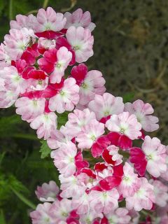 Verveine 'Pink Parfait'