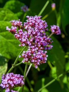 Verveine de Buenos Aires