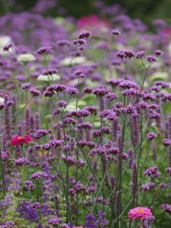Verbena bonariensis Cloud - Verveine de Buenos Aires