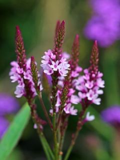 Verveine officinale 'Bampton'