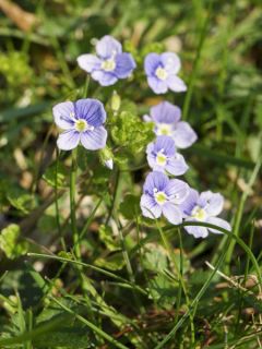 Veronica liwanensis - Véronique