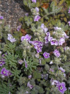 Veronica liwanensis - Véronique