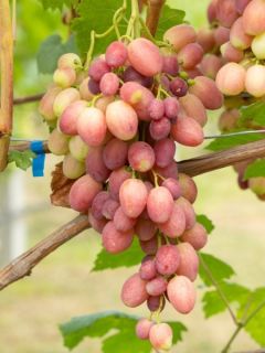 Vigne de table Crimson Seedless - Vitis vinifera  