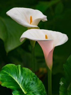 Arum d'Éthiopie 'Pink Flamingo'