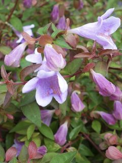 Abelia PINKY BELLS® NOBLE®