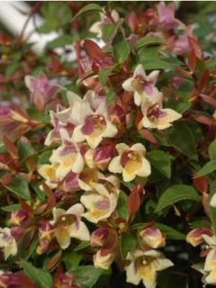 Abélia 'Sunny Charm®'