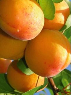 Abricotier 'Hargrand'