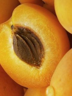 Abricotier 'Polonais'