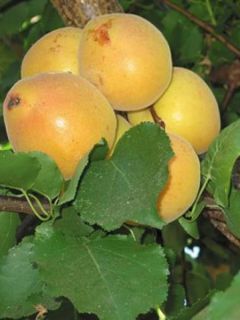 Abricotier 'Royal'