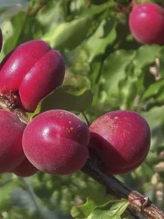 Abricotier Rubista® - Prunus armeniaca