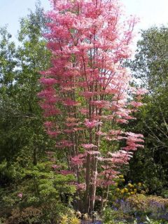 Acajou de Chine 'Flamingo'