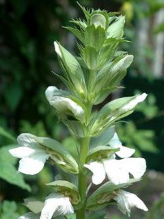Acanthe mollis 'Alba'