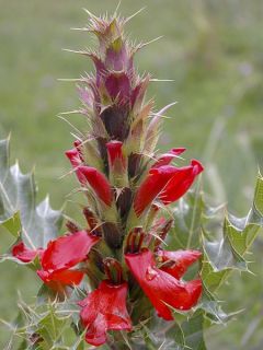 Acanthus sennii - Acanthe
