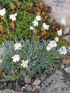 Achillée à feuilles d'ageratum
