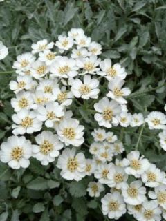 Achillée en ombelle