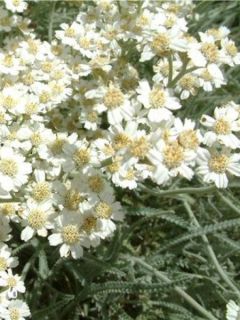 Achillea kellereri - Achillée