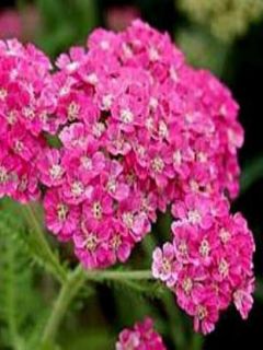 Achillée millefeuille Excel - Achillea millefolium