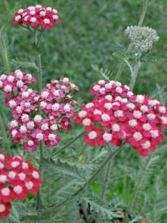 Achillée millefeuille Peggy Sue