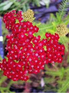 Achillea hybride Petra - Achillée 