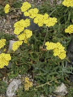 Achillée tomenteuse