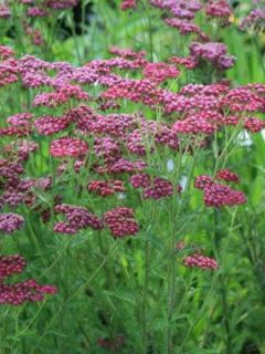 Achillée hybride Velours