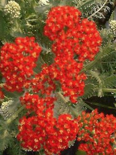 Achillée 'Walter Funke'