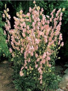 Aconit - Casque de Jupiter Rubellum