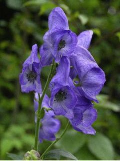 Aconit de Carmichael  'Arendsii'