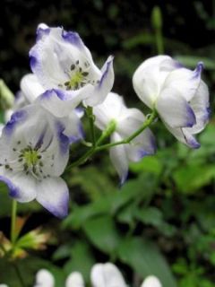 Aconit - Aconitum Eleonora