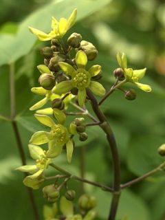 Caulophyllum thalictroides - Colosh bleu