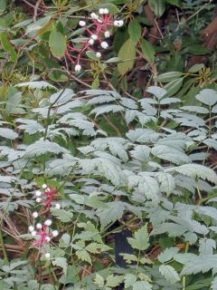 Actaea pachypoda Misty Blue - Actée à gros pédicelles